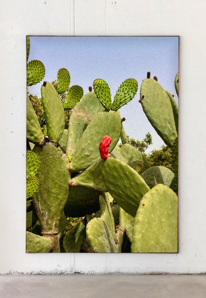 Mockup Studio result, framed cactus photograph mounted on a gallery wall