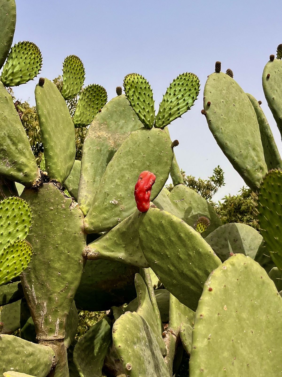 Open series: Cactus — a flowering prickly pear cactus with a red fruit