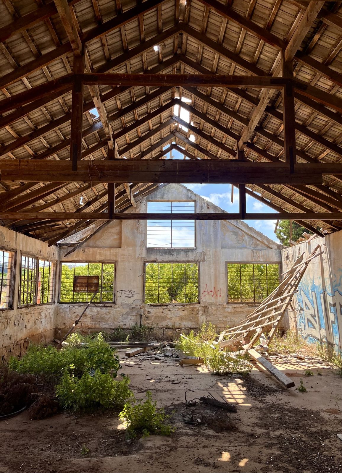 Interior of a ruined packing house, broken wooden roof with holes to the sky, windows looking out to citrus rows